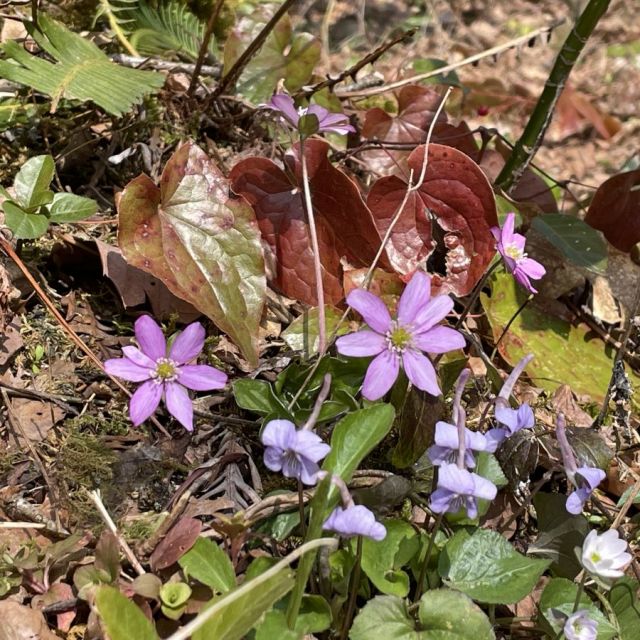 雪割草開花状況「雪国植物園」