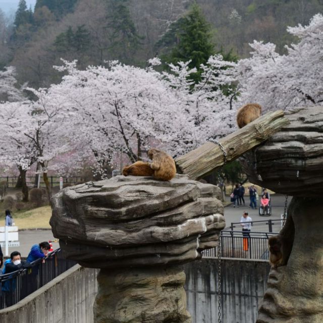 園内の小動物園は家族連れにぴったり